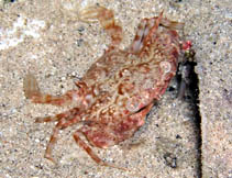 Photo: R. Biran; Click for larger picture